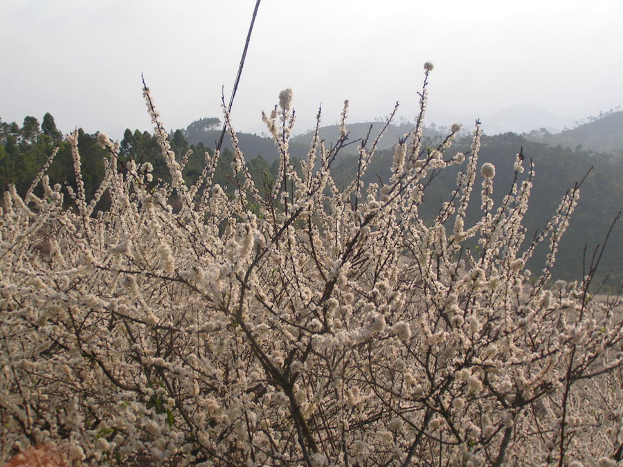 层林尽雪