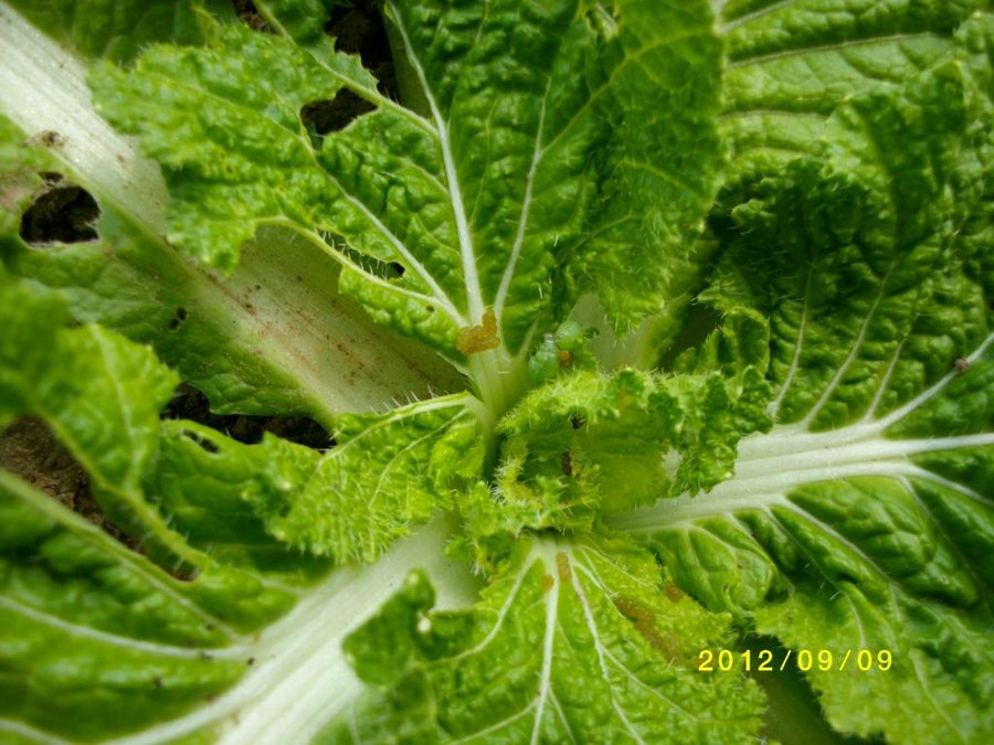 SANY0037.jpg