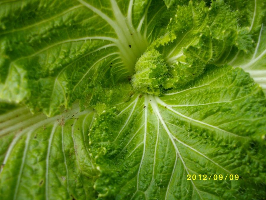SANY0038.jpg