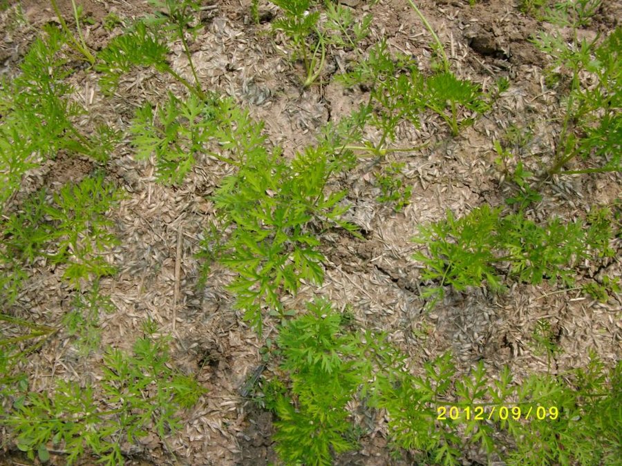 (1)SANY0039.jpg