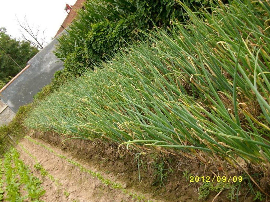 (1)SANY0041.jpg