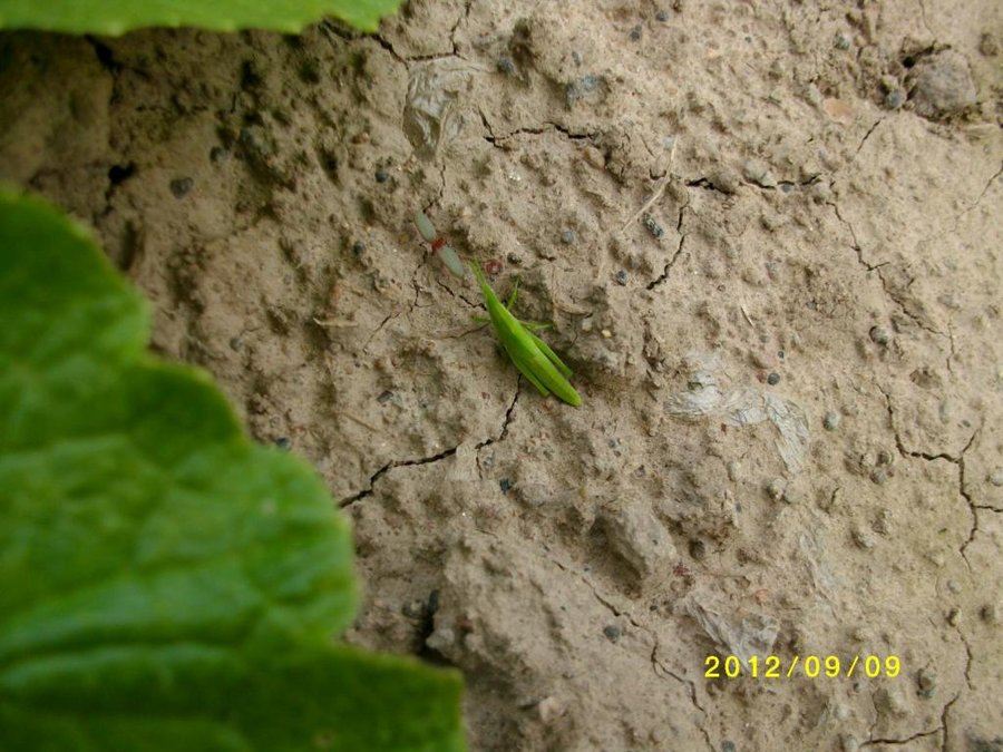 SANY0034.jpg