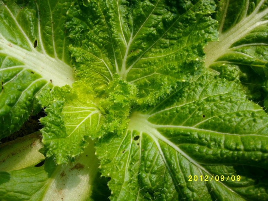 SANY0036.jpg
