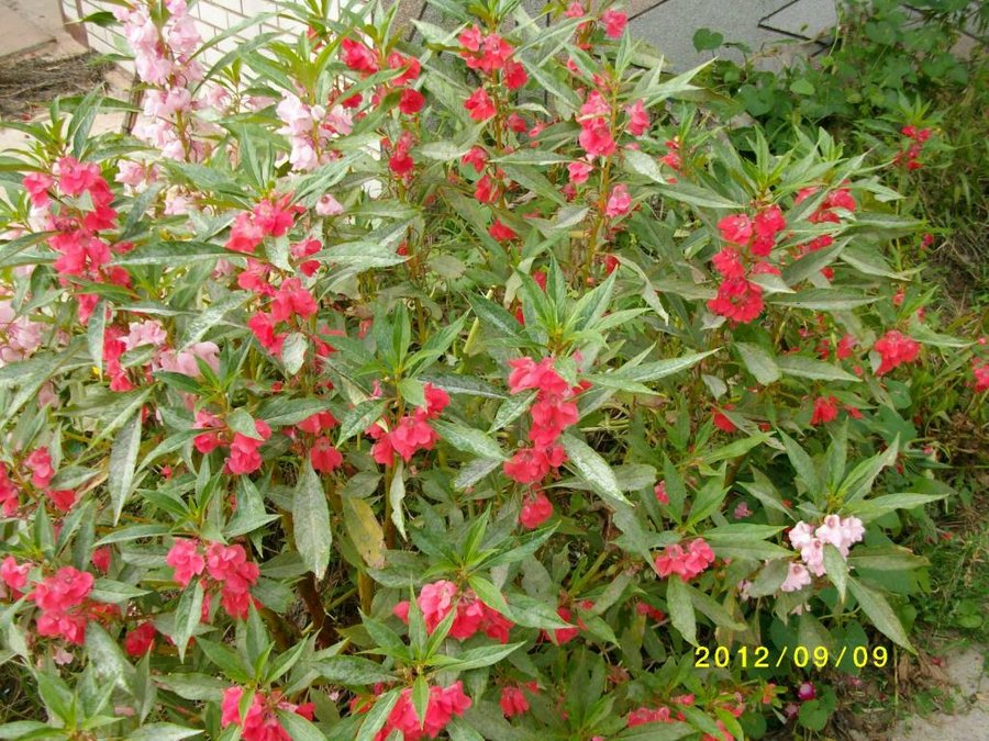 (1)SANY0049.jpg
