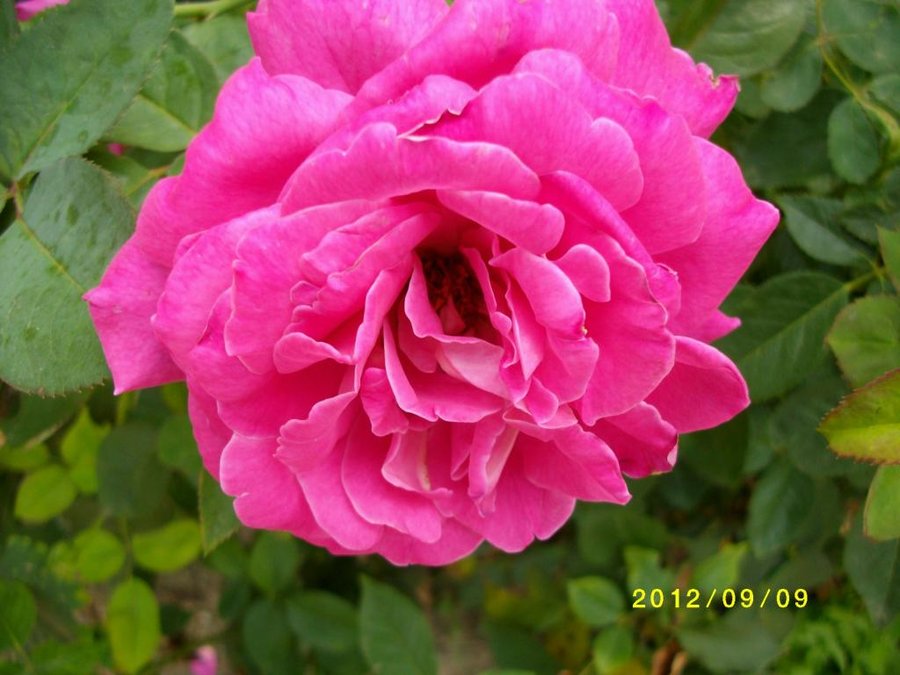 (1)SANY0050.jpg
