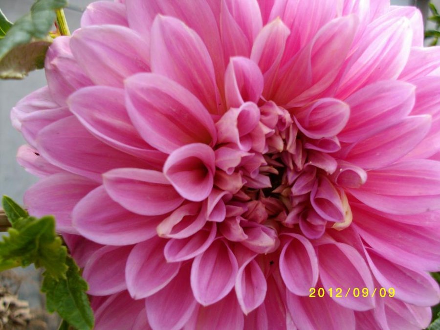 (1)SANY0052.jpg