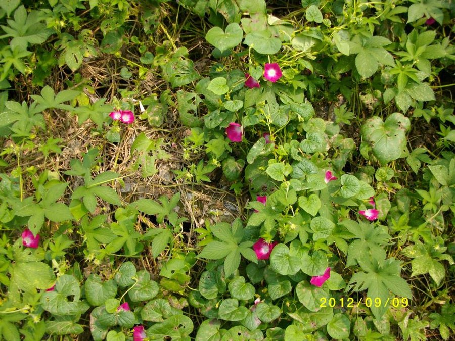 (1)SANY0046.jpg