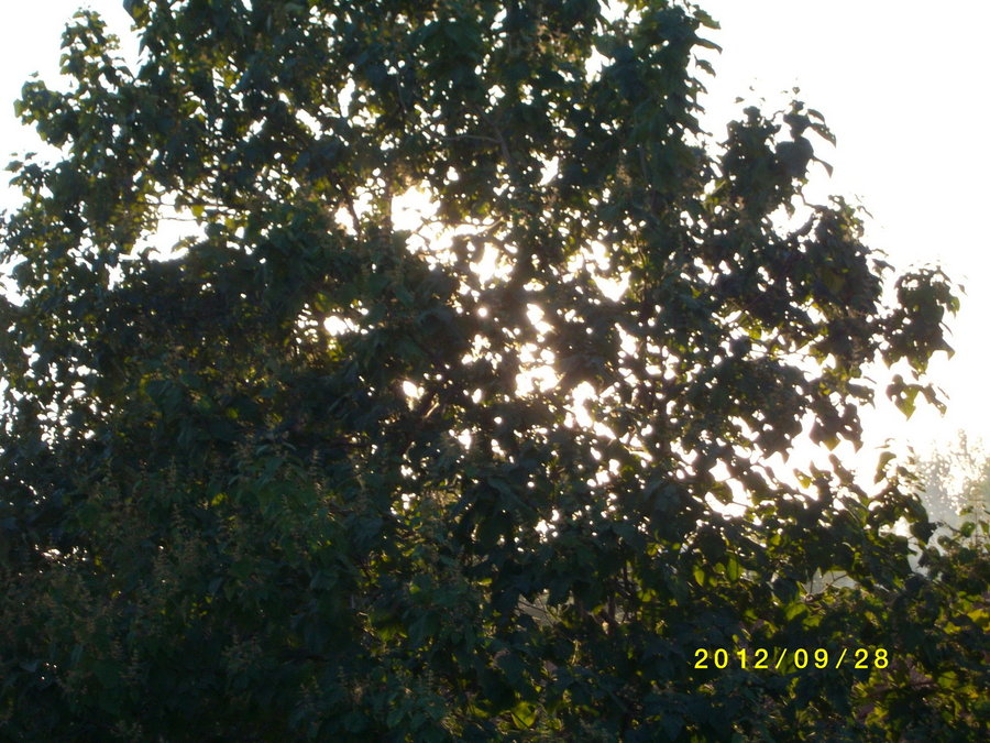 SANY0100.JPG