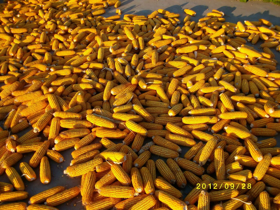 SANY0104.JPG