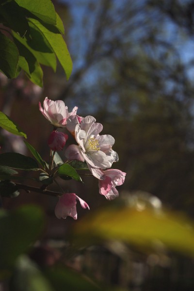 IMG_2595ve.JPG