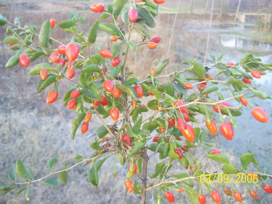照片2012 092.jpg