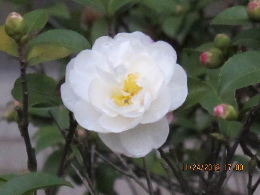 调整大小 照片 031.jpg