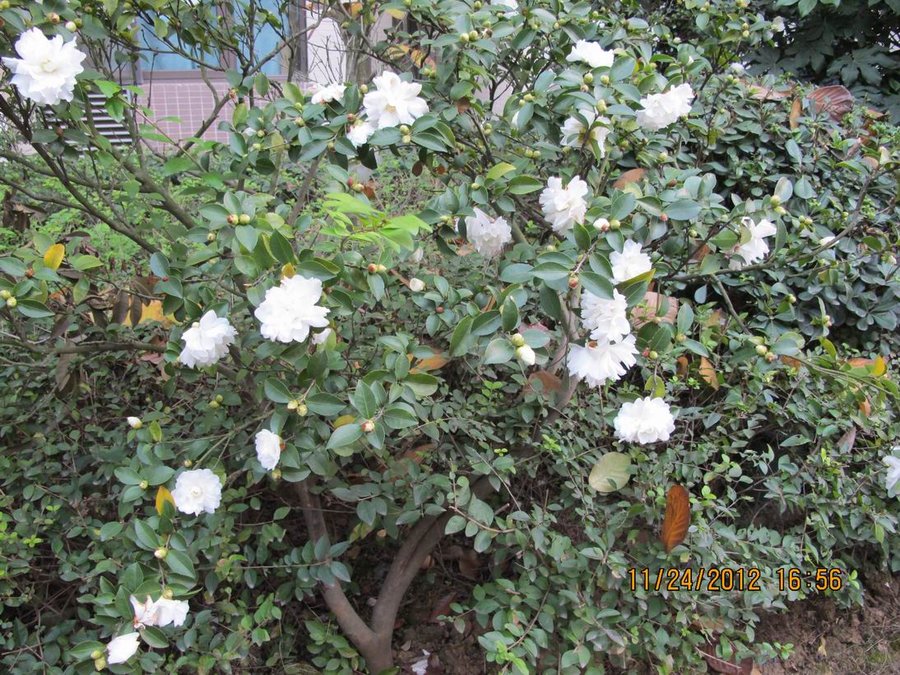 调整大小 照片 016.jpg