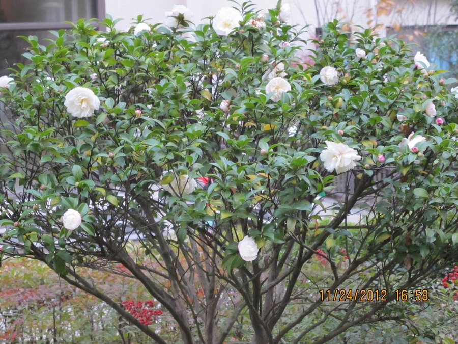 调整大小 照片 026.jpg