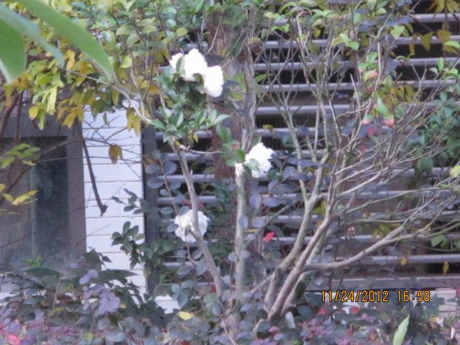 调整大小 照片 027.jpg