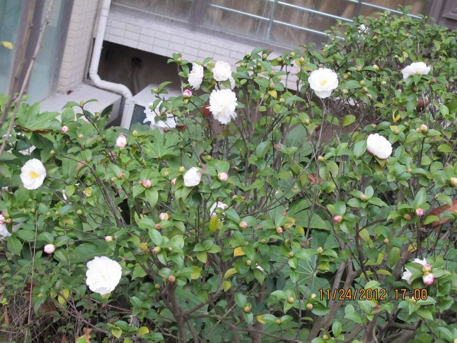 调整大小 照片 029.jpg