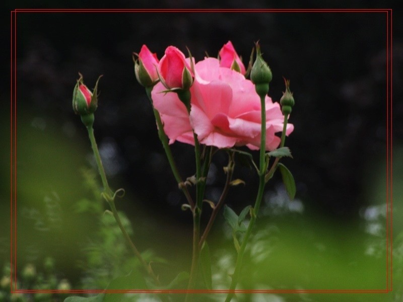 DSCF5518.JPG
