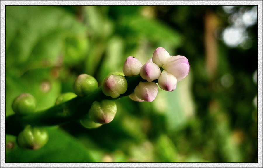 IMG_1784.jpg