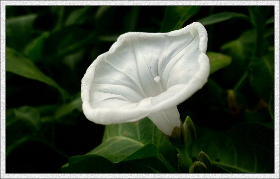 IMG_1950.jpg