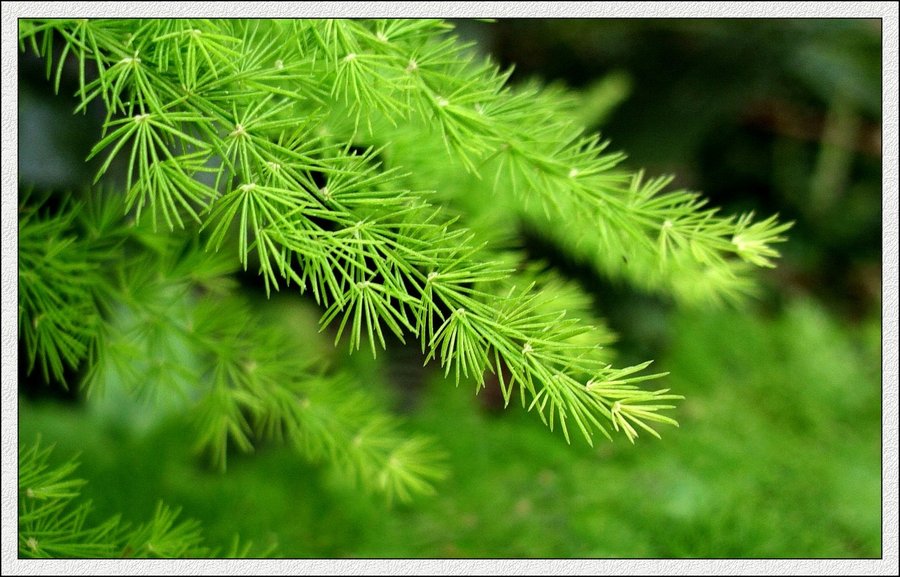 IMG_1996.jpg