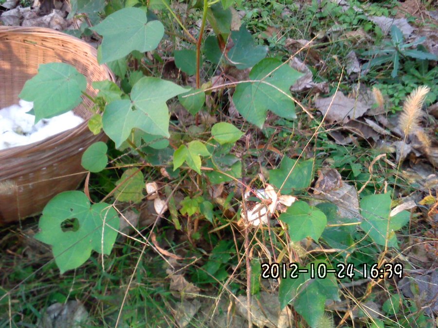 108去地里摘棉花了.jpg