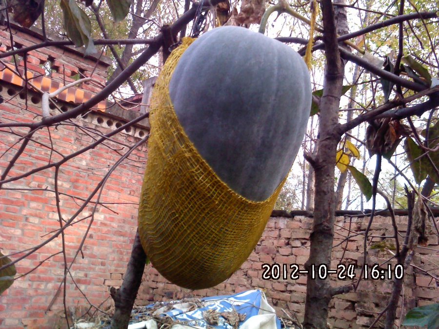 106冬瓜.jpg