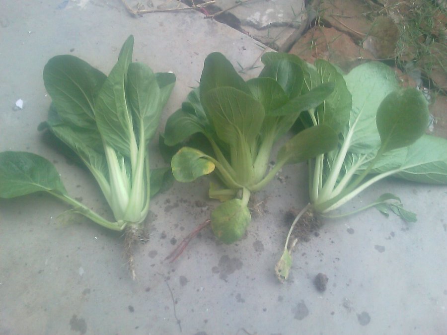 IMAG0013.jpg