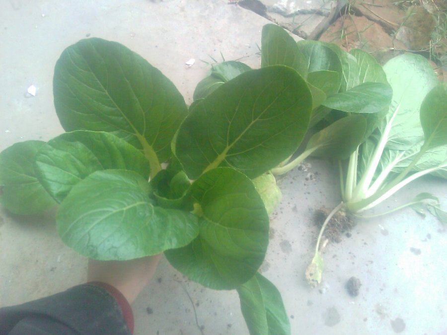 IMAG0015.jpg