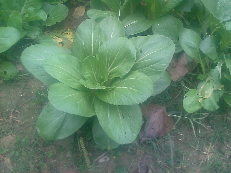 IMAG0016.jpg