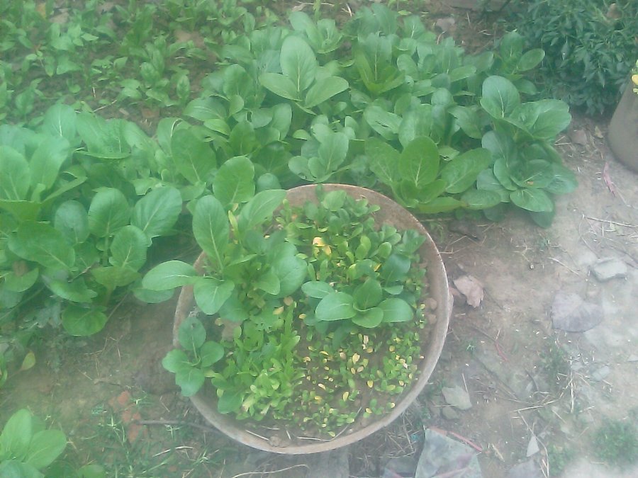 IMAG0010.jpg