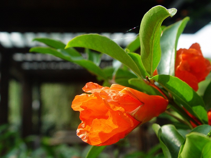 DSC01816.0.jpg