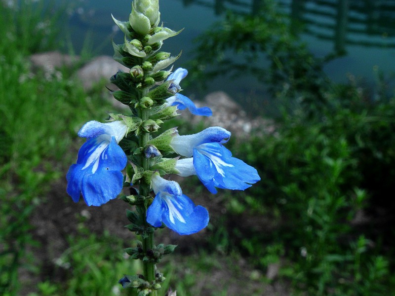 DSC02000.0.jpg