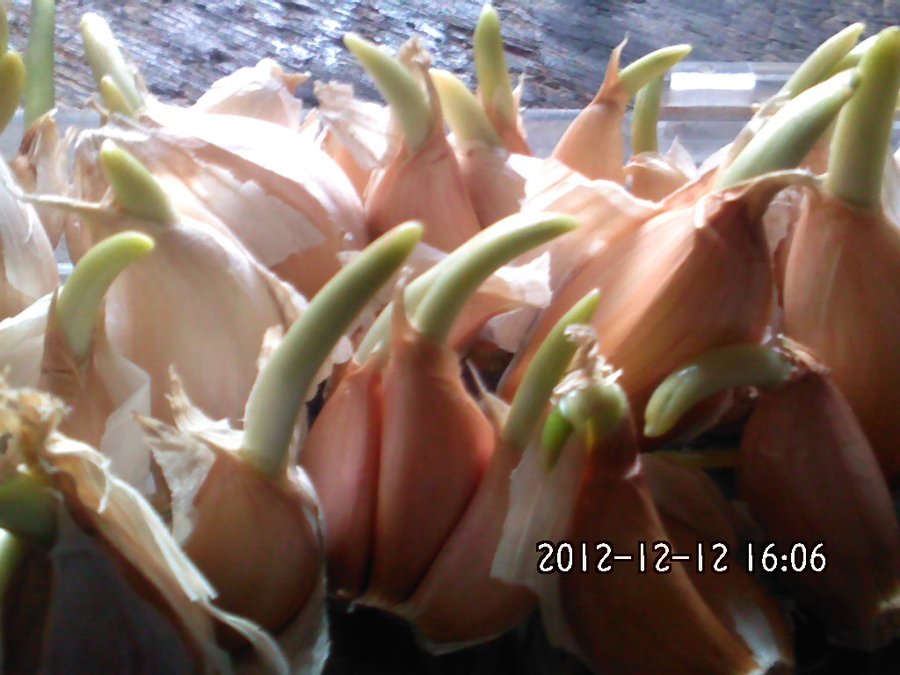 2012051.jpg
