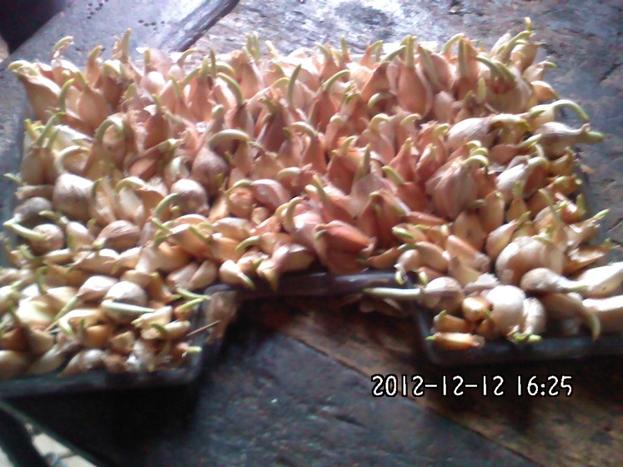 2012052.jpg