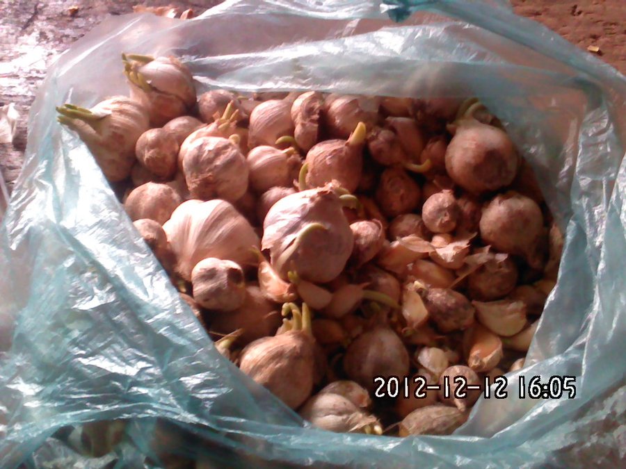 2012049.jpg