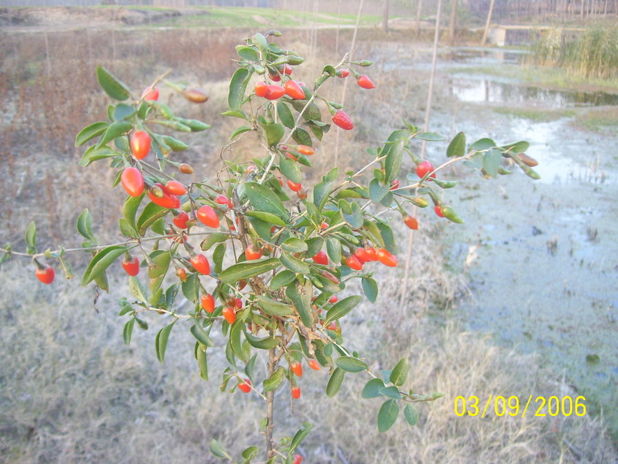 照片2012 093.jpg