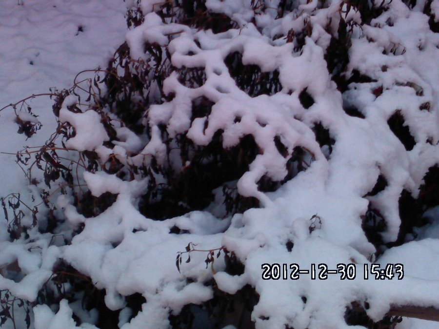 2012423.jpg