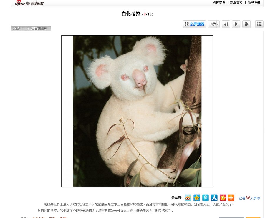 白化考拉，仅此一只