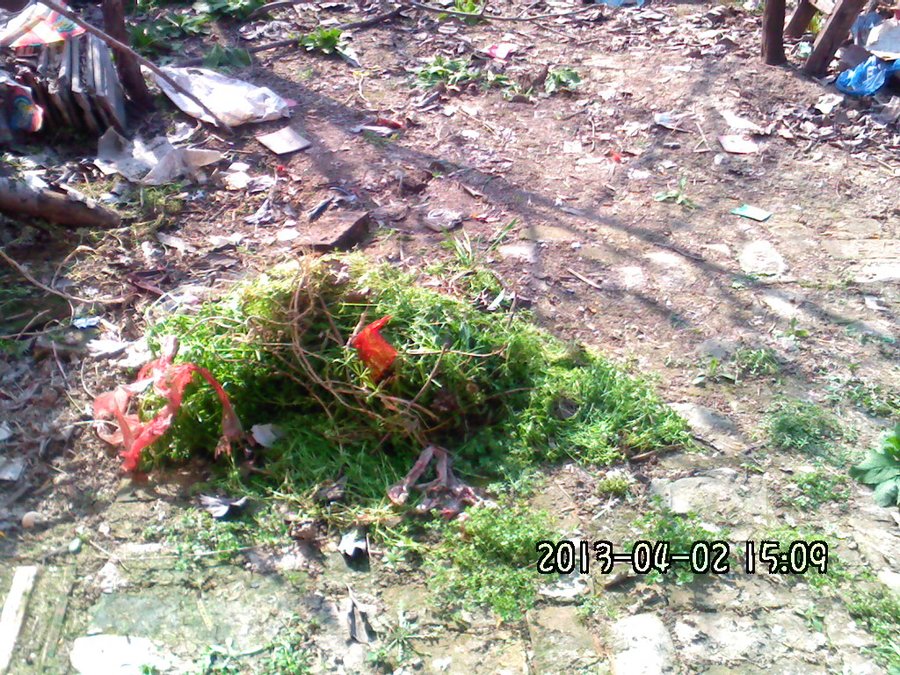 2013891.jpg