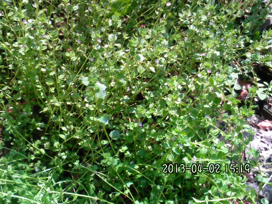 2013903.jpg