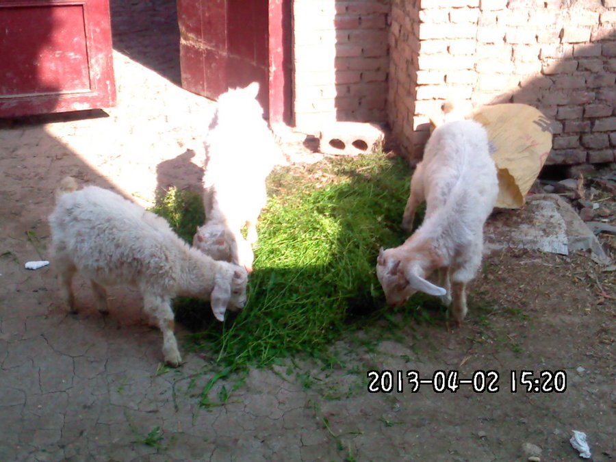 2013905.jpg