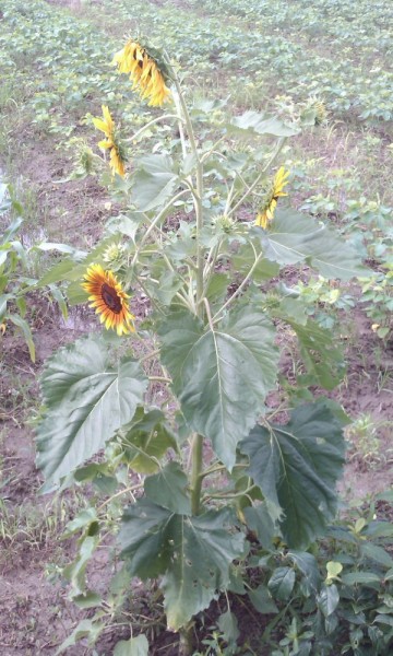 IMAG0632.jpg