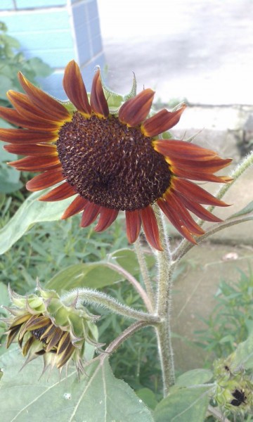 IMAG0636.jpg