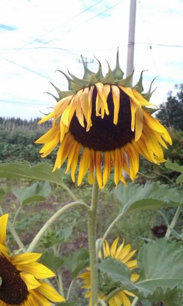 IMAG0639.jpg