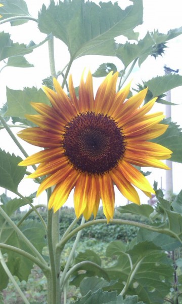 IMAG0641.jpg