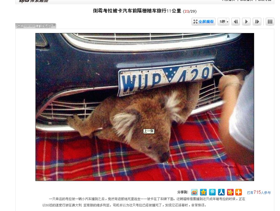 被卡住的考拉.png