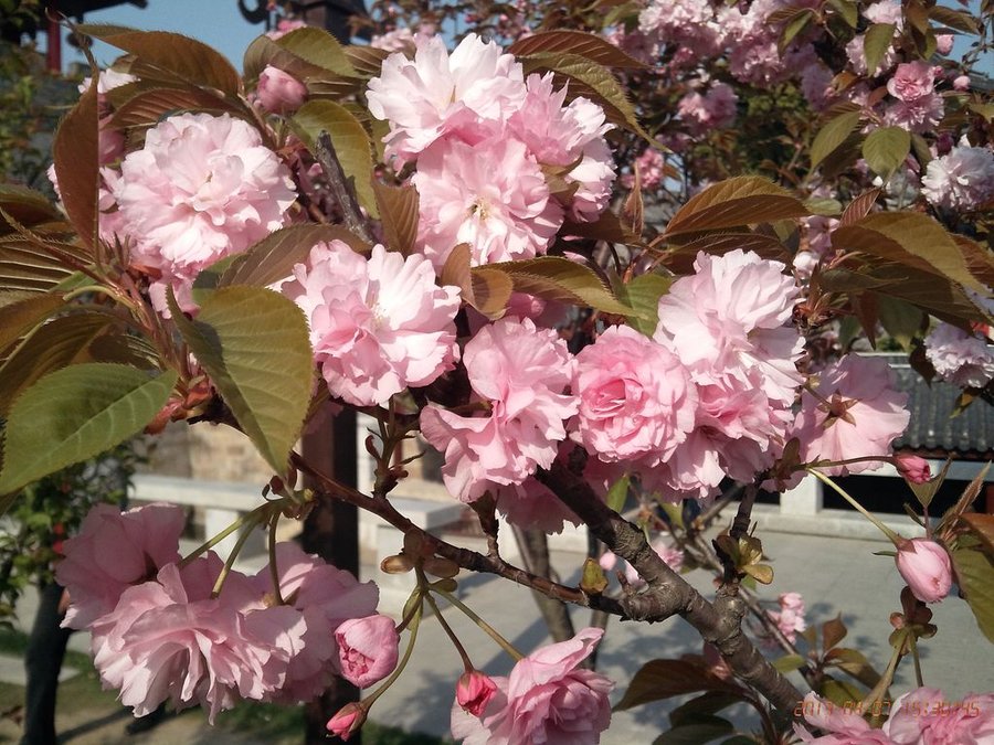 IMG_20130407_153045.jpg