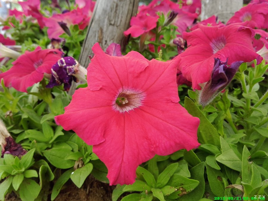 IMG_20130321_150550.jpg