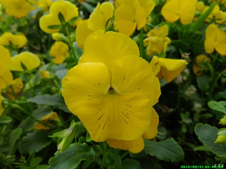 IMG_20130321_150623.jpg