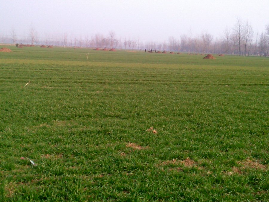 2013506.jpg